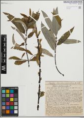 Foto von Salix heterandra Dode
